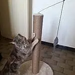 Chat, Small To Medium-sized Cats, Felidae, Moustaches, Ocicat, European Shorthair, Domestic Short-haired Cat, Carnivore, Asiatique, Chat tigré, Egyptian Mau, Chatons, Savannah, Bengal, Queue, Maine Coon, Dragon Li