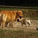 Chien, Canidae, Race de chien, Carnivore, Golden Retriever, Retriever, Faon, Pasture, Boerboel