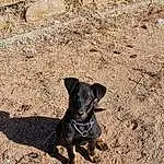 Chien, Race de chien, Canidae, Carnivore, Chien de rue, Patterdale Terrier, Chiots, Rare Breed (dog), Plante, Soil, Hunting Dog, Working Dog