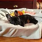 Chien, Canidae, Bouledogue, Race de chien, Chien de compagnie, Chiots, Bed, Museau, Carnivore, Bulldog, Non-sporting Group, Meubles, Couch, Dog Bed, Linens, Sieste, Faon, Boston Terrier