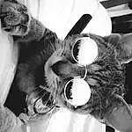 Blanc, Black, Black-and-white, Monochrome, Nez, Moustaches, Museau, Oreille, Chat, Poil, Photography, Small To Medium-sized Cats, Noir & Blanc, Style, Felidae