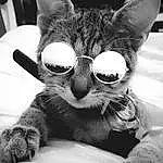 Chat, Moustaches, Felidae, Small To Medium-sized Cats, Museau, Black-and-white, Eyewear, Nez, Asiatique, Lunettes, Yeux, Monochrome, Carnivore, Domestic Short-haired Cat, Poil, Close-up, Chat tigrÃ©, Photography, Patte