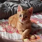 Chat, Small To Medium-sized Cats, Moustaches, Felidae, Carnivore, Chatons, Asiatique, Arabian Mau, German Rex, Australian Mist, Museau, European Shorthair, Domestic Short-haired Cat, Faon, Poil, Chat tigré, Griffe, Ojos Azules