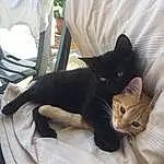 Chat, Small To Medium-sized Cats, Felidae, Chats noirs, Black, Moustaches, Carnivore, Chatons, Asiatique, Bed, Comfort, Burmese, Domestic Short-haired Cat