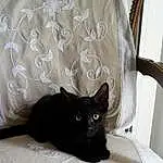 Chat, Chats noirs, Small To Medium-sized Cats, Black, Felidae, Moustaches, Carnivore, Room, Poil, Bombay, Asiatique, Linens, Chatons, Bed, Bed Sheet, Meubles, Queue