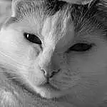 Chat, Moustaches, Blanc, Small To Medium-sized Cats, Visage, Felidae, Nez, Black-and-white, Yeux, Close-up, Head, Museau, Poil, Carnivore, Noir & Blanc, Ciel, Photography, Monochrome, Iris