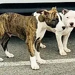 Chien, Canidae, Race de chien, Carnivore, Bull And Terrier, Non-sporting Group, Bull Terrier, American Staffordshire Terrier, Bull Terrier (miniature), Old English Terrier, Museau, Faon, Staffordshire Bull Terrier, Rare Breed (dog), American Bulldog, Chien de compagnie, Bulldog