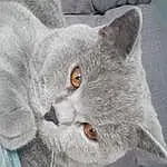 Chat, British Shorthair, Small To Medium-sized Cats, Felidae, Chartreux, Moustaches, Carnivore, British Longhair, Bleu russe, Chatons, Domestic Short-haired Cat