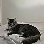 Chat, Small To Medium-sized Cats, Felidae, Moustaches, Domestic Short-haired Cat, Carnivore, Chat tigré, Chatons, Dragon Li, Asiatique, European Shorthair, Queue, Black-and-white, American Shorthair, Bed