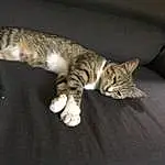 Chat, Small To Medium-sized Cats, Felidae, Moustaches, European Shorthair, Dragon Li, Chat tigrÃ©, Carnivore, Domestic Short-haired Cat, Chatons, Bengal, Sokoke, Ocicat, Toyger, Queue, American Wirehair, Polydactyl Cat, Patte, Australian Mist