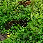 Plante, Herbe, Herb, Fleur, Groundcover, Felidae, Chat, Parsley, Small To Medium-sized Cats, Shrub, Leaf Vegetable, Nepeta, Herbaceous Plant, Parsley Family, Chats noirs, Flowering Plant