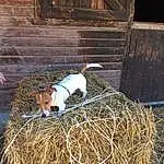 Straw, Hay, Canidae, Plante, Jack Russell Terrier