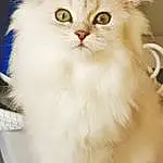 Chat, Small To Medium-sized Cats, Moustaches, Felidae, Domestic Long-haired Cat, Persan, Asian Semi-longhair, Carnivore, British Longhair, British Semi-longhair, Yeux, Norvégien, Chatons, Ragamuffin, Napoleon Cat, Poil, Sibérien, Angora turc