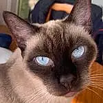 Chat, Siamois, Small To Medium-sized Cats, Moustaches, Felidae, Thai, Tonkinese, Burmese, Carnivore, Museau, Head, Balinais, Javanese, Asiatique, Yeux, Colorpoint Shorthair, Oreille, Snowshoe