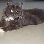 Chat, Small To Medium-sized Cats, Felidae, Carnivore, Moustaches, NorvÃ©gien, Domestic Long-haired Cat, Chatons, Persan, British Longhair, Maine Coon, Asian Semi-longhair, British Semi-longhair, SibÃ©rien, Domestic Short-haired Cat, American Curl, Ragamuffin, Cymric