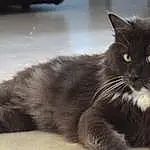 Chat, Small To Medium-sized Cats, Felidae, Moustaches, Domestic Long-haired Cat, Carnivore, NorvÃ©gien, Chats noirs, Asian Semi-longhair, British Semi-longhair, Ragamuffin, Nebelung, Maine Coon, British Longhair, Persan, Museau, Chatons, SibÃ©rien