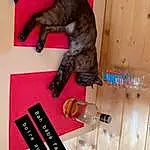 Chat, Felidae, Small To Medium-sized Cats, Carnivore, Savannah, Domestic Short-haired Cat, European Shorthair, Ocicat, Queue, Chat tigré, Chatons, Bengal