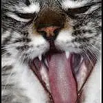 Chat, Felidae, Moustaches, Nez, Tooth, Facial Expression, Small To Medium-sized Cats, Museau, Mouth, Tongue, Close-up, Yeux, Carnivore, Fang, Bâillement, Bengal Tiger, Roar, Jaw, Légende de la photo