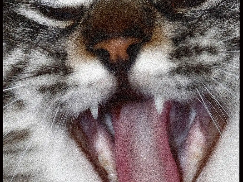 Chat, Felidae, Moustaches, Nez, Tooth, Facial Expression, Small To Medium-sized Cats, Museau, Mouth, Tongue, Close-up, Yeux, Carnivore, Fang, Bâillement, Bengal Tiger, Roar, Jaw, Légende de la photo