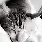 Chat, Moustaches, Black-and-white, Felidae, Small To Medium-sized Cats, Nez, Museau, Poil, Sleep, Sieste, Noir & Blanc, Monochrome, Carnivore, Patte, Photography, Oreille, Chatons, Style
