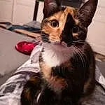 Chat, Small To Medium-sized Cats, Felidae, Moustaches, Chatons, Carnivore, Oreille, Asiatique, German Rex, European Shorthair, Oriental Longhair, Faon, Domestic Short-haired Cat