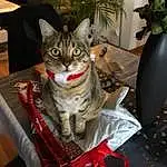 Chat, Small To Medium-sized Cats, Felidae, Moustaches, Chat tigré, Domestic Short-haired Cat, American Shorthair, European Shorthair, Asiatique, Carnivore, Noël, Arbre, American Wirehair, Christmas Eve, Bengal, Chatons, Egyptian Mau, Pixie-bob