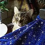 Chat, Light, Felidae, Carnivore, Moustaches, Small To Medium-sized Cats, Electric Blue, Linens, Pattern, Domestic Short-haired Cat, Plante, Queue, Poil, Arbre, Herbe, Terrestrial Animal, Conifer, Bedding, Bed Sheet, Patte