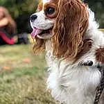Chien, Canidae, Race de chien, King Charles Spaniel, Cavalier King Charles Spaniel, Chien de compagnie, Carnivore, Épagneul, Museau, Cavalier, Cocker Spaniel, Rare Breed (dog), Toy Dog, Phalène, French Spaniel, Faon