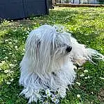 Chien, Plante, Race de chien, Carnivore, Herbe, Chien de compagnie, Fleur, Working Animal, Groundcover, Shrub, Canidae, Toy Dog, South Russian Ovcharka, Petit Terrier, Terrier, Garden, Old English Sheepdog, Giant Dog Breed, Non-sporting Group