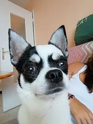 Nom Chihuahua Chien Oky