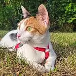 Chat, Felidae, Small To Medium-sized Cats, Carnivore, Moustaches, Plante, Herbe, Faon, Race de chien, Queue, Museau, Livestock, Terrestrial Animal, Goats, Poil, Working Animal, Goat, Domestic Short-haired Cat, Pasture