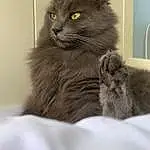 Chat, Felidae, Carnivore, Small To Medium-sized Cats, Grey, Moustaches, Comfort, Museau, Poil, British Longhair, Queue, Domestic Short-haired Cat, Chats noirs, Griffe, Patte, Terrestrial Animal