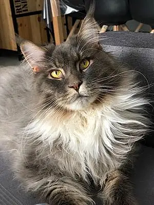 Nom Maine Coon Chat Millow
