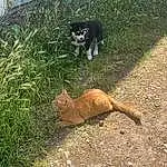 Chat, Plante, Carnivore, Race de chien, Herbe, Moustaches, Felidae, Groundcover, Small To Medium-sized Cats, Museau, Terrestrial Animal, Queue, Domestic Short-haired Cat, Soil, Poil, Yard, Garden