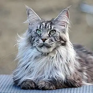 Nom Maine Coon Chat Roxi