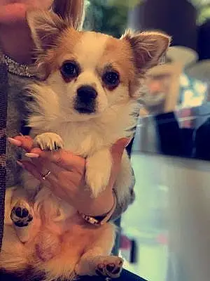 Nom Chihuahua Chien Bandi