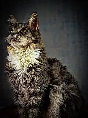 Maine Coon Chat Roxy