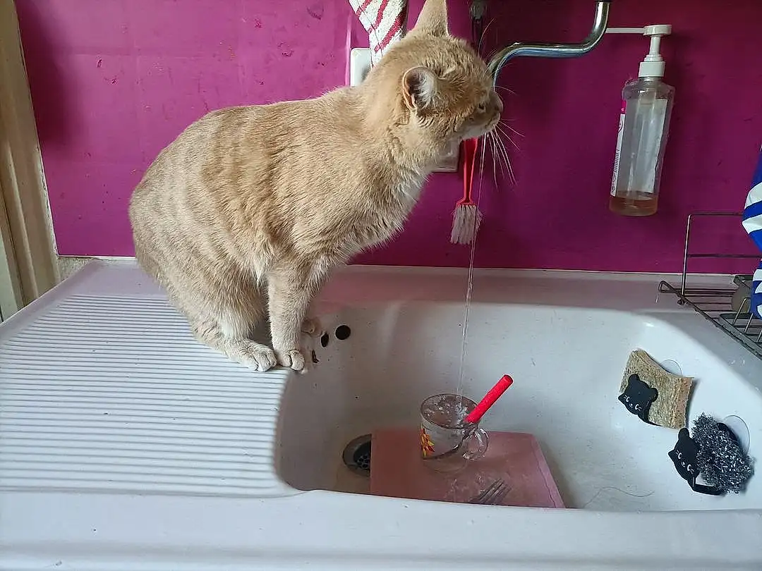 Tap, Plumbing Fixture, Chat, Sink, Fluid, Bathroom Sink, Felidae, Carnivore, Plumbing, Bathroom, Shelf, Household Supply, Small To Medium-sized Cats, Moustaches, Personal Care, Museau, Queue, Household Hardware, Pet Supply, Domestic Short-haired Cat
