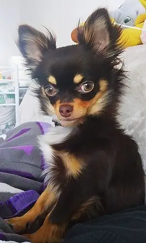 Nom Chihuahua Chien Paméla