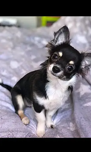 Nom Chihuahua Chien Rony
