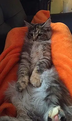 Nom Maine Coon Chat Nouka