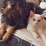 Chien, Chat, Carnivore, Liver, Felidae, Faon, Comfort, Small To Medium-sized Cats, Chien de compagnie, Race de chien, Toy Dog, Moustaches, Museau, Queue, Working Animal, Petit Terrier, Poil, Terrier, Dog Supply, Patte