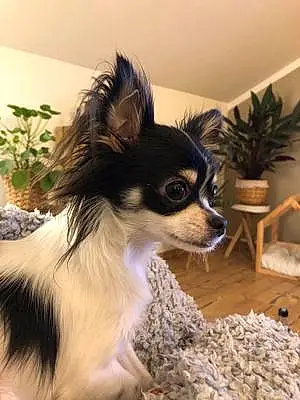 Nom Chihuahua Chien Mojo