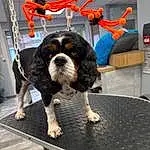 Chien, Race de chien, Carnivore, Chien de compagnie, Table, Museau, Toy Dog, Cavalier King Charles Spaniel, Ã‰pagneul, Working Animal, Herding Dog, Poil, Giant Dog Breed, Working Dog, Canidae, Queue, Non-sporting Group