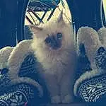 Chat, Small To Medium-sized Cats, Felidae, Bleu, Moustaches, Chatons, Carnivore, Turc de Van, Angora turc, Ragdoll, Colorpoint Shorthair, Poil, Asiatique, Ojos Azules, American Curl, Polydactyl Cat, Faon, British Longhair, Himalayan