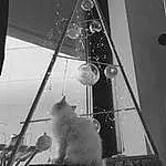 Blanc, Black, Black-and-white, Noir & Blanc, Monochrome, Chat, Room, Small To Medium-sized Cats, Photography, Moustaches, Felidae, Style