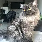 Chat, Small To Medium-sized Cats, Felidae, Domestic Long-haired Cat, Carnivore, Moustaches, British Longhair, Asian Semi-longhair, Norvégien, Persan, Sibérien, British Semi-longhair, Maine Coon, Ragamuffin, Poil, Angora turc, Chatons, Napoleon Cat