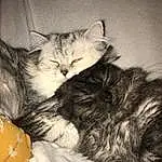 Chat, Small To Medium-sized Cats, Felidae, Moustaches, Carnivore, Norvégien, Chatons, Domestic Long-haired Cat, Sieste, European Shorthair, Sleep, Sibérien, Asiatique, Domestic Short-haired Cat, Maine Coon, Poil