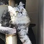 Chat, Small To Medium-sized Cats, Felidae, Moustaches, Carnivore, Norvégien, Sibérien, Chat tigré, Chatons, Maine Coon, British Semi-longhair, Domestic Long-haired Cat, Polydactyl Cat, Asiatique, European Shorthair, Poil, American Curl, British Longhair