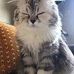 Chat, Small To Medium-sized Cats, Moustaches, Felidae, Carnivore, British Semi-longhair, Domestic Long-haired Cat, Norvégien, Chatons, Ragamuffin, Maine Coon, Museau, Sibérien, Asian Semi-longhair, British Longhair, Munchkin, Persan, Asiatique